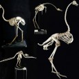 Nuova esposizione nel Salone Minore del Museo Zoologico del Centro Musei delle Scienze Naturali e Fisiche della Federico II. 
Sono sei i nuovi reperti di scheletri di grandi uccelli che [...]