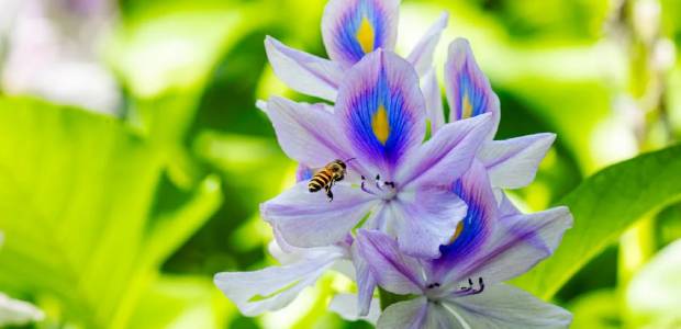 Giornata Mondiale della Biodiversità 2025