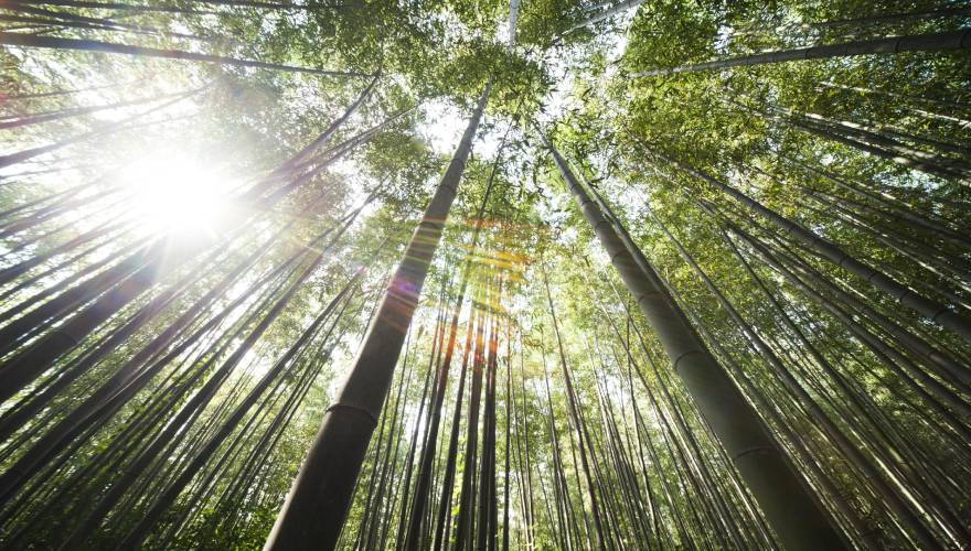 “ABC alberi | bosco | città. Il ruolo del progetto di paesaggio”