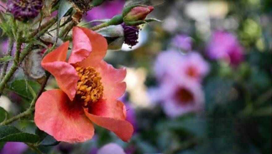 Maggio dei Monumenti all’Orto Botanico di Napoli