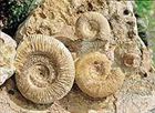 fossili 2